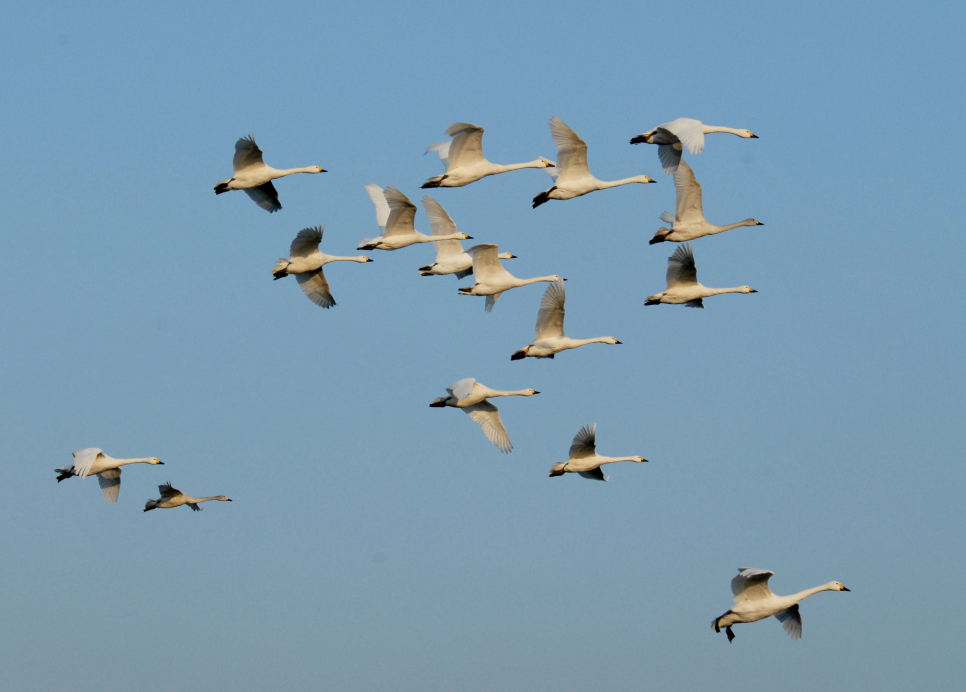 Cold spell sees annual 'swanfall' at Slimbridge